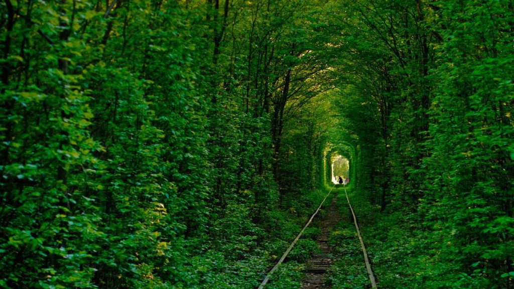 Фото "Тунелю кохання" влітку з густим листям