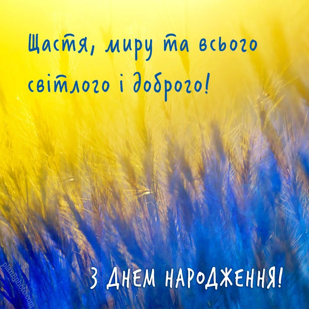 Привітання на блакитно-жовтому фоні із колосків пшениці